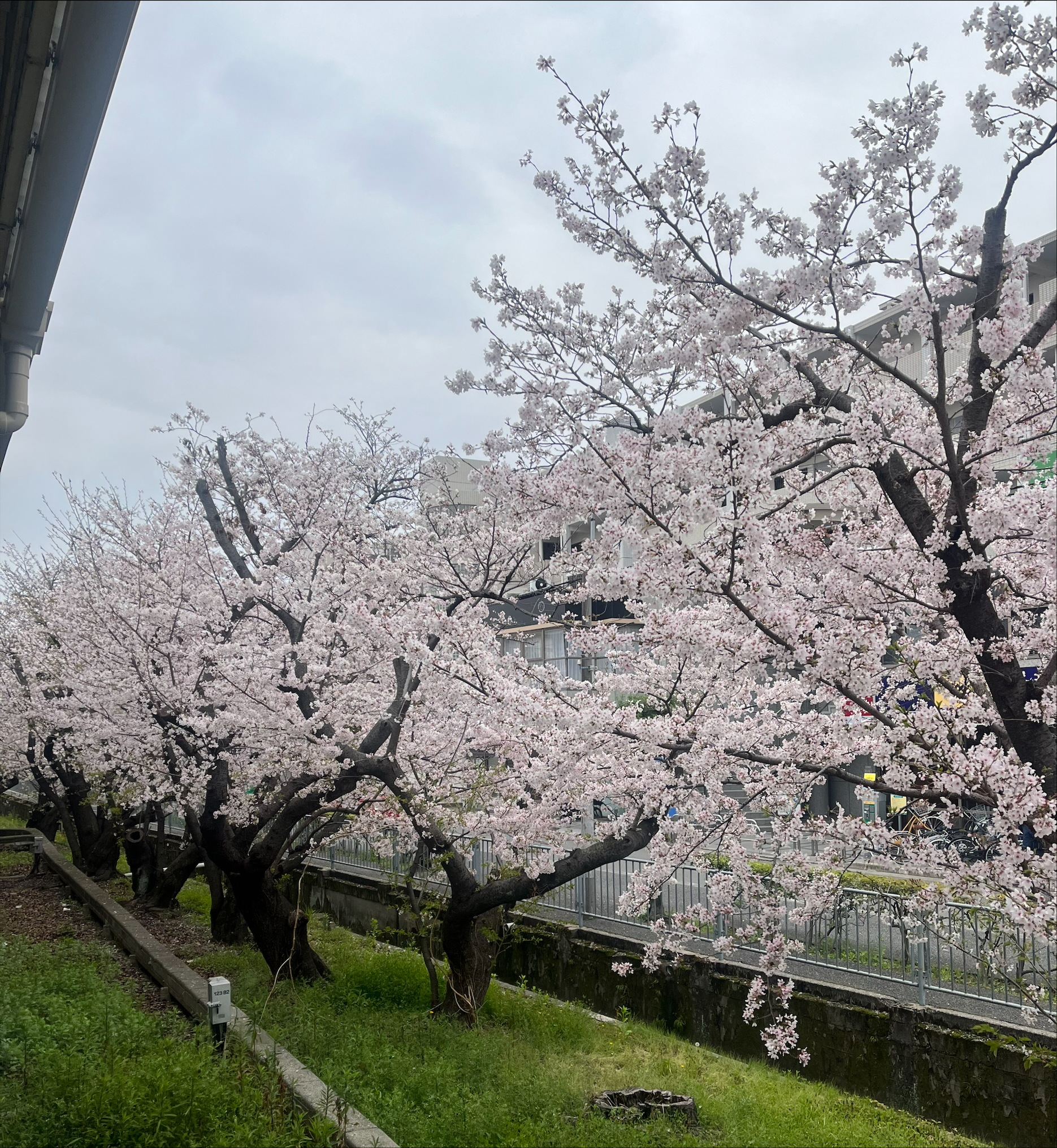 葉山【薔薇と紳士移籍】